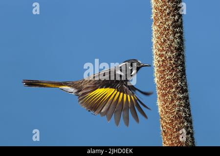New Holland Honeyeater nutrimento su Grass Tree Nectar Foto Stock
