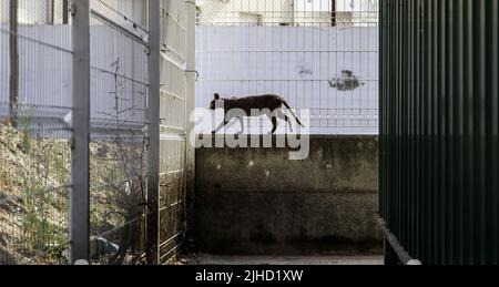 Particolare di gatto abbandonato vagamente sulla strada Foto Stock