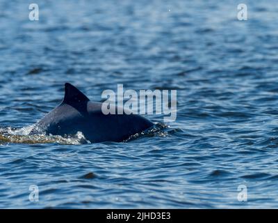 Tucuxi, Sotalia fluviatilis, o il delfino di fiume grigio lungo il fiume Amazzonia in Perù Foto Stock