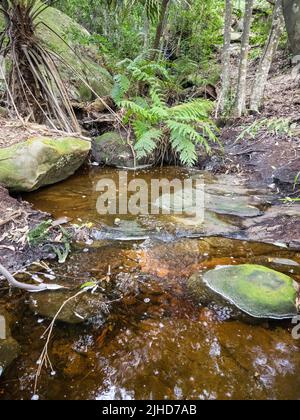 Piscina con tintura di tannino nella foresta pluviale nel Parco Nazionale reale. Foto Stock