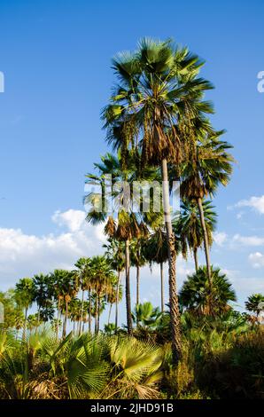 la palma di carnauba o la prunifera di copernica o la carnaubeira Foto Stock