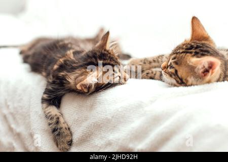 Due piccoli gattini bengala che dormono sulla coperta di pelliccia bianca Foto Stock