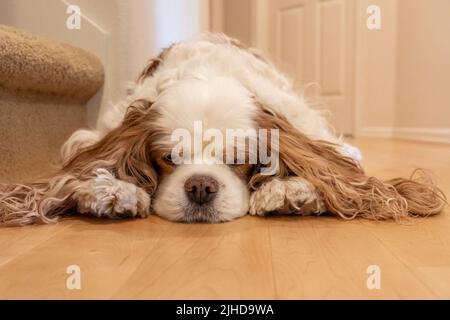 Issaquah, Washington, Stati Uniti. Cavalier King Charles Spaniel, Mandy, reclinato su un pavimento di legno duro che osserva molto assonnato Foto Stock