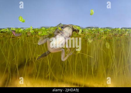 Issaquah, Washington, Stati Uniti. Pacific Tree Frog froglet cercando di raggiungere da qualche parte per riposare in cima all'acqua dove può respirare aria, in un acquario. Foto Stock