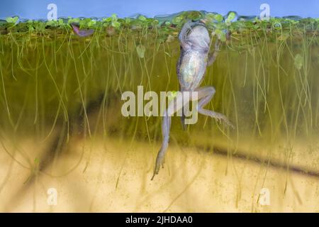 Issaquah, Washington, Stati Uniti. Pacific Tree Frog froglet cercando di raggiungere da qualche parte per riposare in cima all'acqua dove può respirare aria, in un acquario. Foto Stock