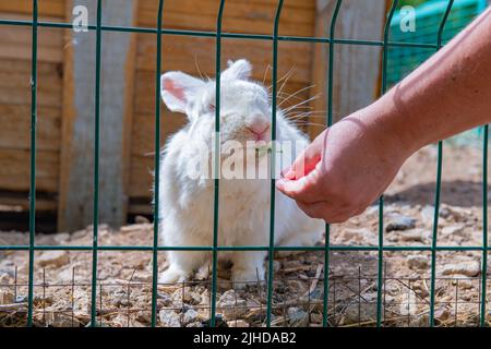 erba alimentò coniglio bianco in una gabbia Foto Stock