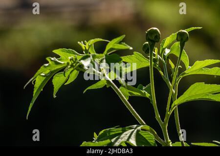 I germogli di fiori della pianta di girasole messicana sono rotondi nella forma e hanno un colore verde, le foglie sono verdi nella forma di un dito. Natura rurale Foto Stock