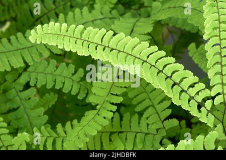 Primo piano dei fronti di North Maidenhair Fern (Adium pedum), British Columbia, Canada Foto Stock