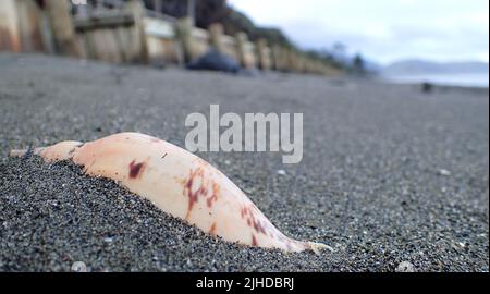 Un grande guscio di struzzo (Struthiolaria papulosa) incastonato in sabbia grigia sulla costa della Nuova Zelanda. Esemplari meridionali di piede struzzo sono sgranati liscio. Foto Stock