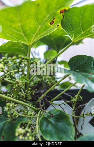 Malattie dei fogli di uva. Macchie angolari brune rossastre con centri di buco sulle foglie di uva causati dall'antracnosio dell'uva. Ruggine dell'uva. Foto Stock