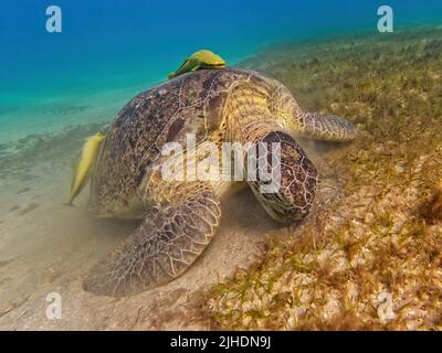 Bella tartaruga verde grande adulto (Chelonia mydas) pascolo in fondale in mare rosso, Marsa Alam, Egitto Foto Stock