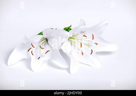 Giglio bianco, sfondo, fiori in primo piano, pistil e timens Foto Stock