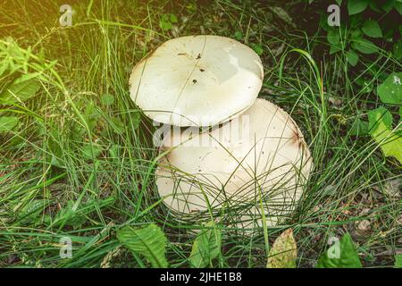 Champignons troppo maturi in erba. Pericolo di tossine accumulate. Foto Stock