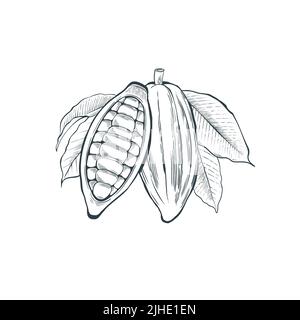 Un baccello di cacao con foglie e fagioli. Illustrazione Vettoriale