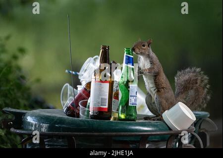 Londra, Regno Unito. 18th luglio 2022. Uno scoiattolo sniffa una bottiglia di birra in cima a un cestino traboccante in un parco. Credit: Sebastian Gollnow/dpa/Alamy Live News Foto Stock