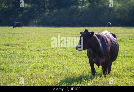 Vacca nera angus crossbred in piedi in erba alta e lussureggiante in un pascolo estivo mentre è retroilluminato da un sole pomeridiano. Spazio negativo a sinistra. Foto Stock