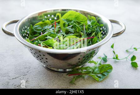 Mix di foglie fresche di insalata verde con rucola e barbabietole in colino su fondo grigio di cemento. Ingrediente per insalate sane Foto Stock