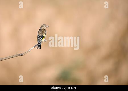 Carduelis carduelis - il cardelina o goldfinch europeo è un uccello passerino appartenente alla famiglia dei finchi Foto Stock