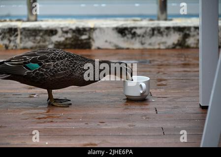Un primo piano di una carina anatra bere acqua da una tazza Foto Stock