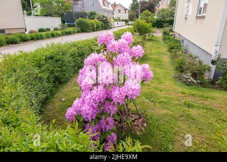Rosa Rhododendron fiore in malmkoping, Svezia Foto Stock