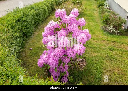 Rosa Rhododendron fiore in malmkoping, Svezia Foto Stock