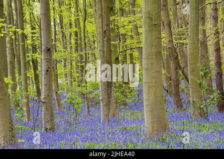 Spring Bluebells a Clumber in Nottinghamshire Inghilterra UK Foto Stock