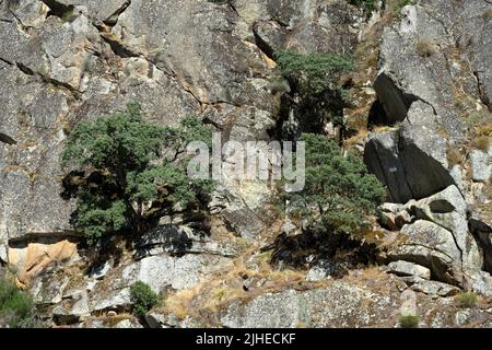 Lecci nelle scogliere di Arribes del Duero (gole del Douro) fin dalla nave turistica. Foto Stock