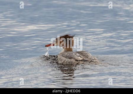 Un comune mercantile femminile alla ricerca di un pasto a fine giornata lungo le rive del lago Michigan vicino Baileys Harbour a Door County Wisconsin. Foto Stock