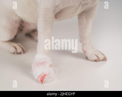 Primo piano di una zampa di cane con fasciature su sfondo bianco. Foto Stock