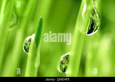 gocce d'acqua di rugiada su germogli giovani di grano super macro Foto Stock