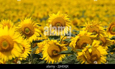 Peine, Germania. 18th luglio 2022. I girasoli crescono in un campo nel distretto di Peine. Credit: Julian Stratenschulte/dpa/Alamy Live News Foto Stock