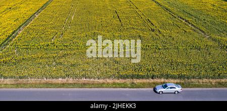 Peine, Germania. 18th luglio 2022. Un'auto passa per un campo di girasoli. Credit: Julian Stratenschulte/dpa/Alamy Live News Foto Stock