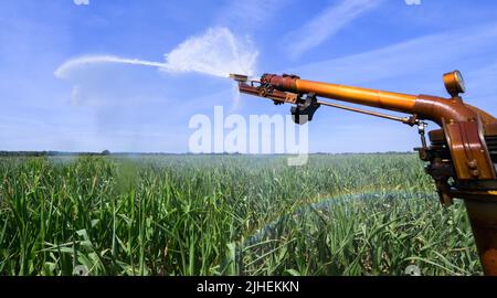 Peine, Germania. 18th luglio 2022. Un campo di mais nel distretto di Peine è irrigato. In considerazione della siccità e delle ondate di calore, gli agricoltori tedeschi sono preoccupati per il raccolto di quest'anno. (A dpa 'Farmers' president paure Crop loses due dry heat weather') Credit: Julian Stratenschulte/dpa/Alamy Live News Foto Stock