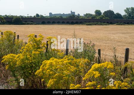 Eton, Windsor, Berkshire, Regno Unito. 18th luglio 2022. Vista del Castello di Windsor attraverso i campi secchi e bruciati. L'ufficio MET ha dichiarato un'emergenza nazionale del Regno Unito emettendo il primo allarme rosso di livello 4 per la maggior parte del Regno Unito. Le temperature record sono previste oggi e domani come l'onda di calore peggiora. Credit: Maureen McLean/Alamy Live News Foto Stock