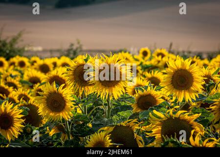 Un campo di girasoli in Sussex, con una profondità di campo poco profonda Foto Stock