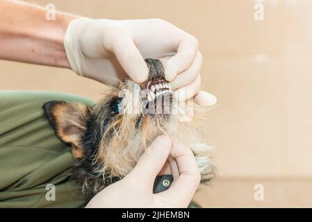 Un veterinario controlla i denti di un vecchio cane.un cane di razza mista adulto è in fase di esame da un veterinario. Foto Stock