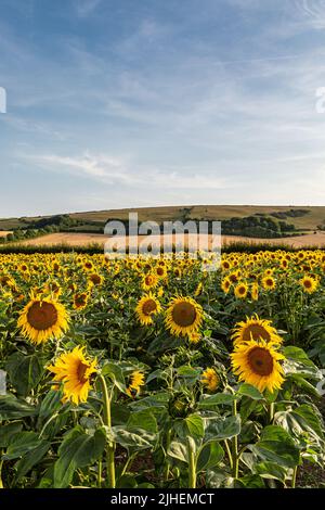 Un campo di girasoli in Sussex in una giornata estiva soleggiata Foto Stock