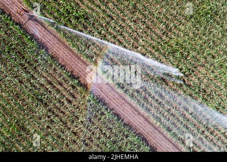 Peine, Germania. 18th luglio 2022. Un campo di mais nel distretto di Peine è irrigato. In considerazione della siccità e delle ondate di calore, gli agricoltori tedeschi sono preoccupati per il raccolto di quest'anno. (A dpa 'Farmers' president paure Crop loses due dry heat weather') Credit: Julian Stratenschulte/dpa/Alamy Live News Foto Stock