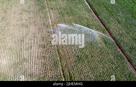 Peine, Germania. 18th luglio 2022. Un campo di mais nel distretto di Peine è irrigato. In considerazione della siccità e delle ondate di calore, gli agricoltori tedeschi sono preoccupati per il raccolto di quest'anno. (A dpa 'Farmers' president paure Crop loses due dry heat weather') Credit: Julian Stratenschulte/dpa/Alamy Live News Foto Stock