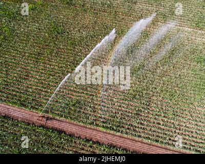 Peine, Germania. 18th luglio 2022. Un campo di mais nel distretto di Peine è irrigato. In considerazione della siccità e delle ondate di calore, gli agricoltori tedeschi sono preoccupati per il raccolto di quest'anno. (A dpa 'Farmers' president paure Crop loses due dry heat weather') Credit: Julian Stratenschulte/dpa/Alamy Live News Foto Stock