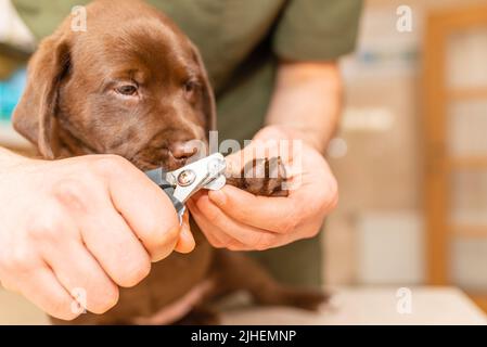 Veterinario specialista tenendo cucciolo labrador cane, processo di taglio cane unghie artiglio di un cane di razza piccola con un attrezzo tagliaunghie, rifilatura cane n Foto Stock