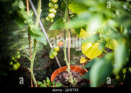 Solanum lycopersicum Tomato - varietà "Red Cherry" che cresce e matura in una piccola serra Foto Stock