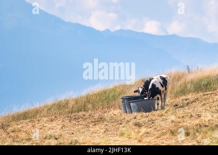 Contenitori d'acqua per far bere le mucche al pascolo sulle alpi italiane Foto Stock