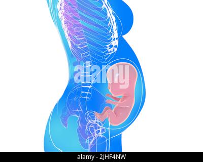 Illustrazione anatomica 3D di una gravidanza umana in una fase avanzata della gestazione. Immagine della silhouette trasparente del corpo della donna. Foto Stock