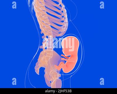 Illustrazione anatomica 3D di una gravidanza umana. Immagine dell'interno del corpo di una donna vista di profilo. Foto Stock