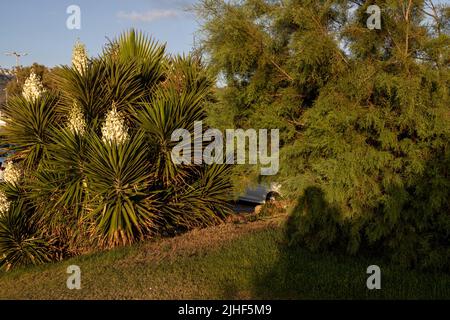 Yucca gigantea (Yucca elephantipes, Yucca guatemalensis) è una specie di yucca originaria del Centro America. Foto Stock