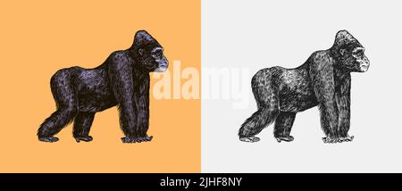 Il gorilla occidentale è in stile vintage. Scimmia gigante. Disegno inciso a mano in stile legno. Illustrazione Vettoriale