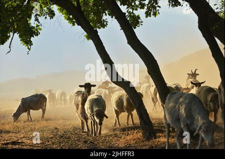 Capre e pecore su strada a Greci, Romania in estate siccità Foto Stock