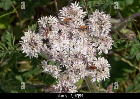 Coleotteri soldato rosso (Rhagonycha fulva) che naviga e impollinando la bianca fioritura umbel di comune hogweed (Heracleum sphondylium), Berkshire, Lug Foto Stock