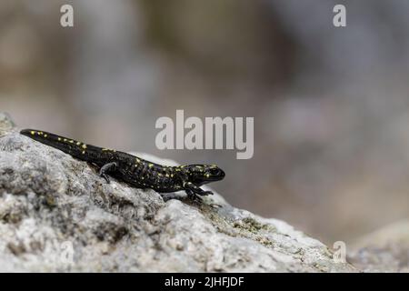 Camminando sulla roccia, ritratto d'arte di salamandra del fuoco (Salamandra salamandra) Foto Stock